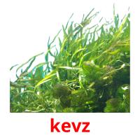 kevz card for translate