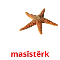 masîstêrk ansichtkaarten