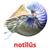 notîlûs picture flashcards