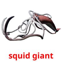 squid giant picture flashcards