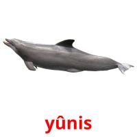 yûnis picture flashcards