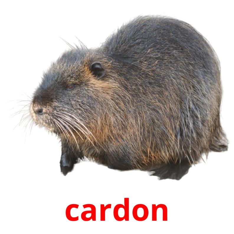 cardon picture flashcards