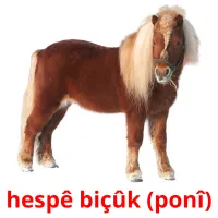 hespê biçûk (ponî) ansichtkaarten