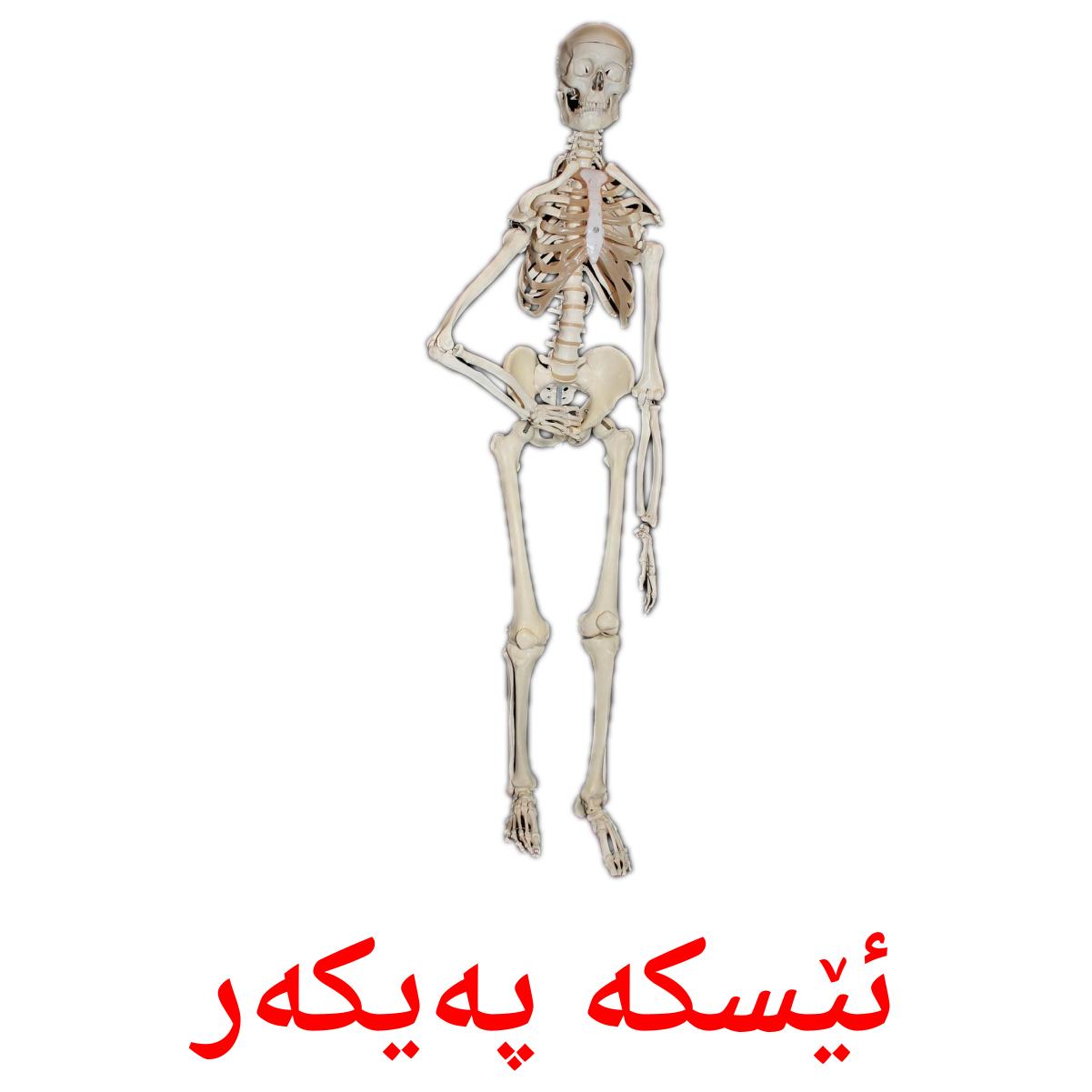 ئێسکە پەیکەر ئێسکە پەیکەر Tarjetas didacticas