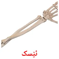 ئێسک Tarjetas didacticas