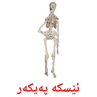 ئێسکە پەیکەر Tarjetas didacticas