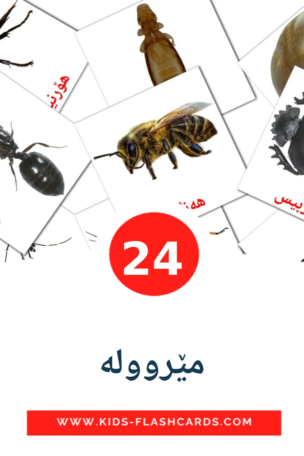 24 cartes illustrées de مێرووله pour la maternelle en kurmanj(kurde)