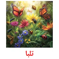 تلبا cartes de vocabulaire