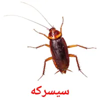 سیسرکه‌ cartes de vocabulaire