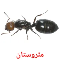 مئروستان cartes de vocabulaire