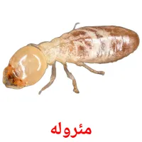 مئرولە cartes de vocabulaire