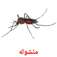 مئشوله‌ cartes de vocabulaire