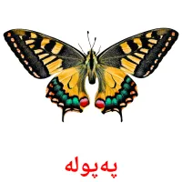 پەپولە cartes de vocabulaire