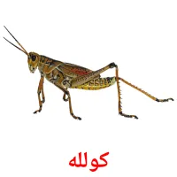 کولله‌ cartes de vocabulaire