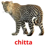 chitta ansichtkaarten