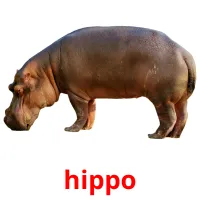 hippo ansichtkaarten