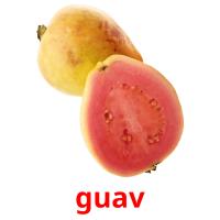 guav picture flashcards