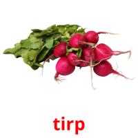 tirp picture flashcards