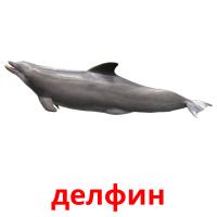 делфин picture flashcards