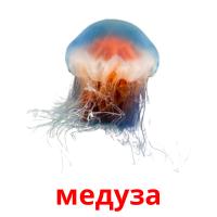 медуза picture flashcards