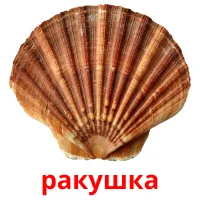 ракушка Tarjetas didacticas