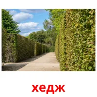 хедж cartes de vocabulaire