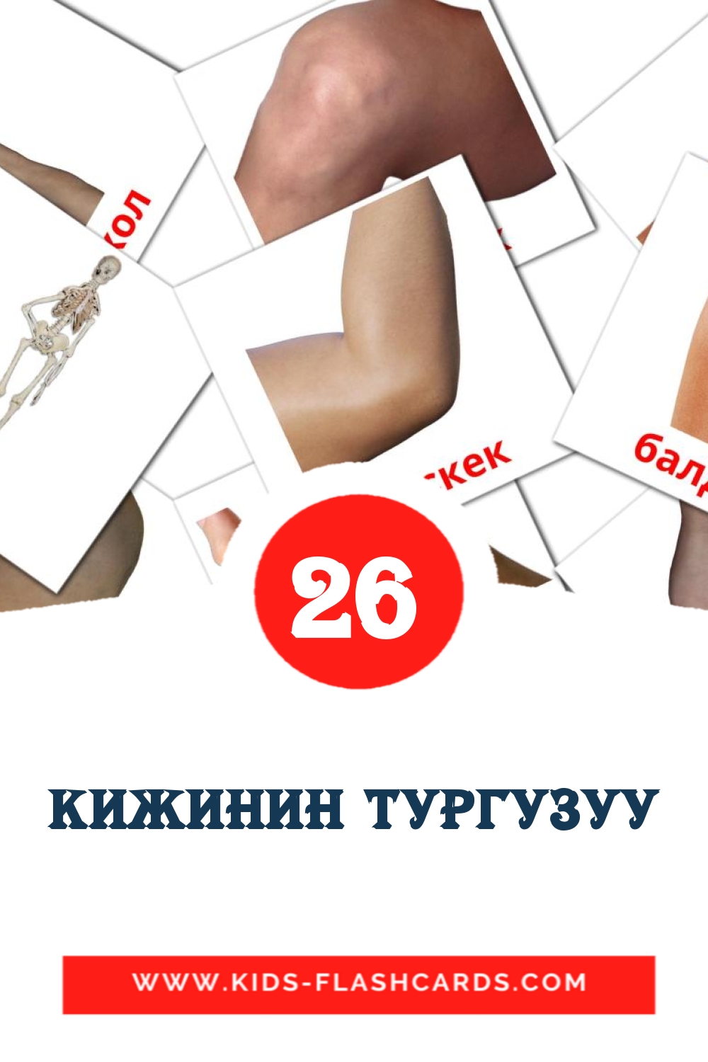 26 Кижинин тургузуу Picture Cards for Kindergarden in kyrgyz