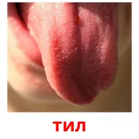тил bildekort