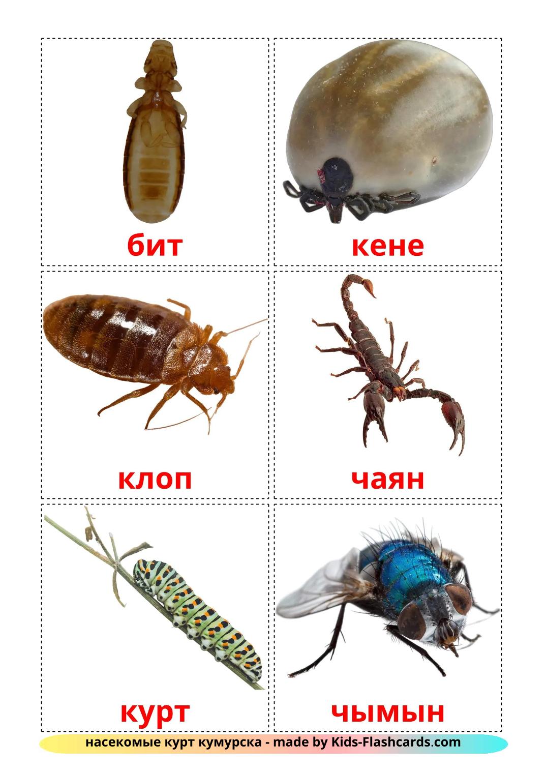 insekter - 24 gratis utskrivbare bildekort på kirgisisk