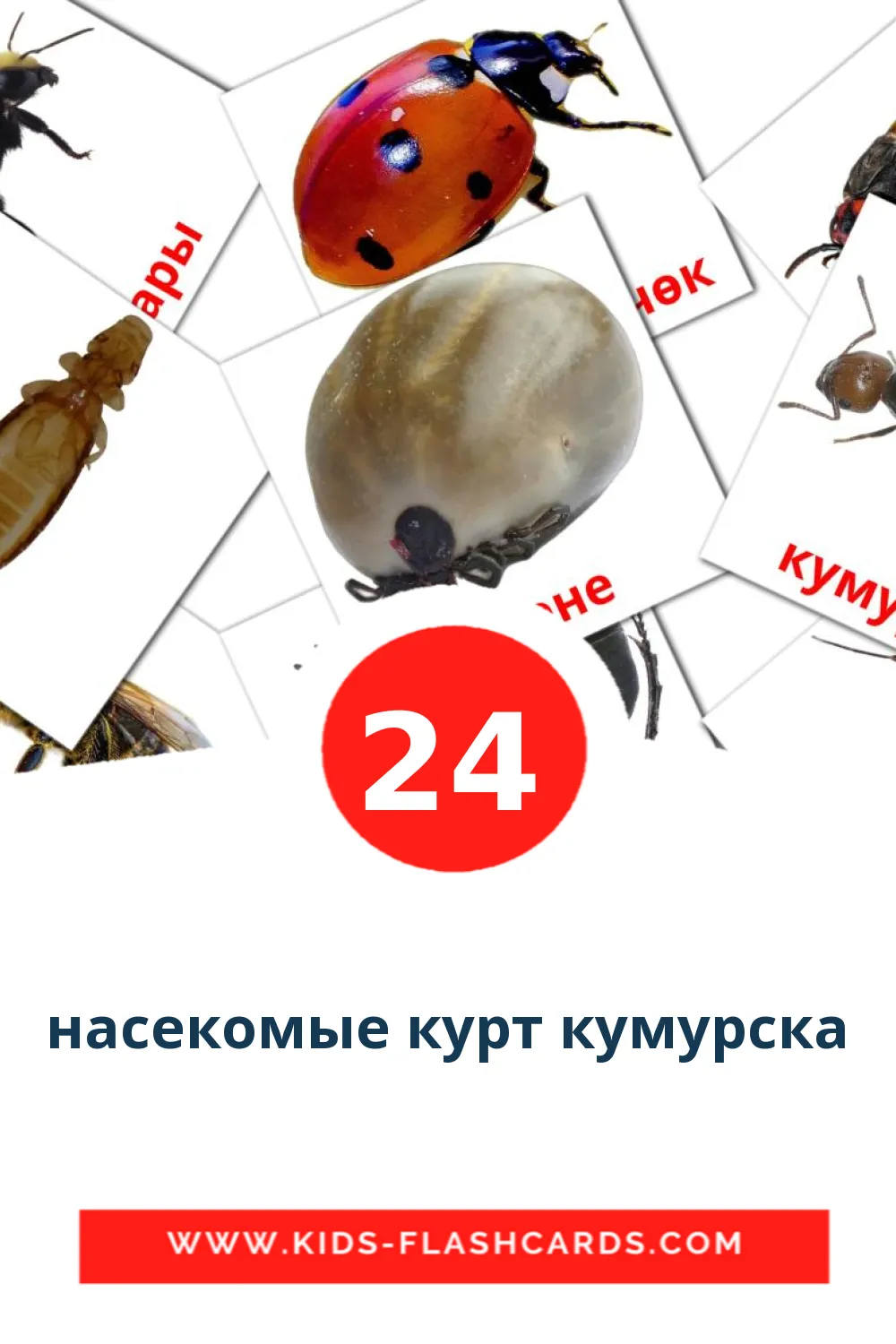 24 bildekort med насекомые курт кумурска for barnehagen på kirgisisk
