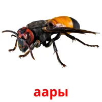 аары bildekort