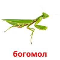 богомол bildekort