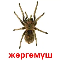 жөргөмүш bildekort