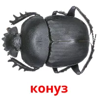 конуз bildekort