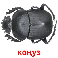 коңуз picture flashcards