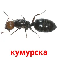 кумурска bildekort