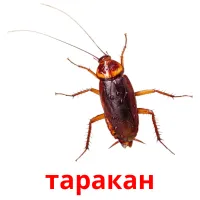 таракан bildekort