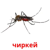чиркей bildekort