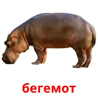 бегемот Bildkarten für Kinder