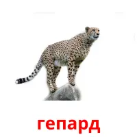 гепард Bildkarten für Kinder