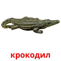 крокодил Bildkarten für Kinder