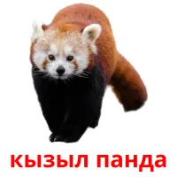 кызыл панда Bildkarten für Kinder