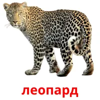 леопард Bildkarten für Kinder