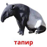 тапир Bildkarten für Kinder