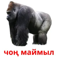 чоң маймыл Bildkarten für Kinder