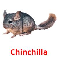 Chinchilla picture flashcards
