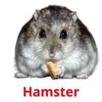 Hamster flashcards illustrate