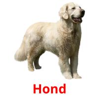 Hond cartões com imagens
