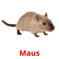 Maus flashcards illustrate