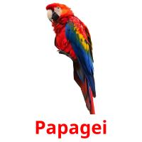 Papagei Bildkarteikarten
